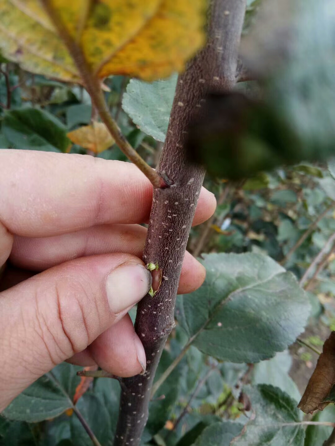 红肉苹果树苗 1.5~2米