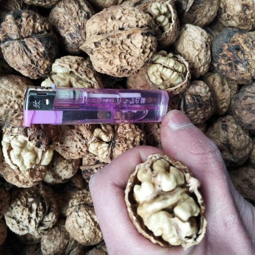 成都麻核桃  产地直销大泡核桃云南核桃薄皮核桃纸皮核桃山核桃包退
