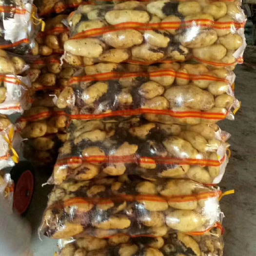 长春荷兰15号土豆 出售 思凡特  黄金薯