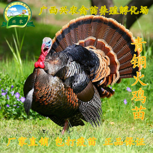 南宁火鸡苗 