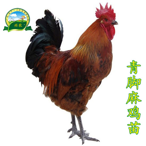 南宁青脚麻鸡苗  快大型青脚麻鸡苗