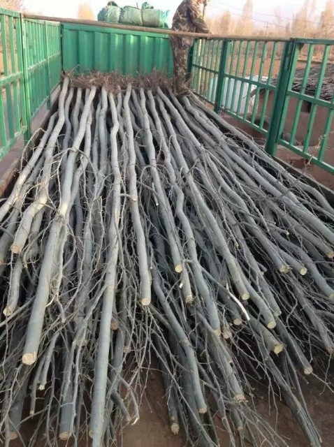 金塔县新疆杨