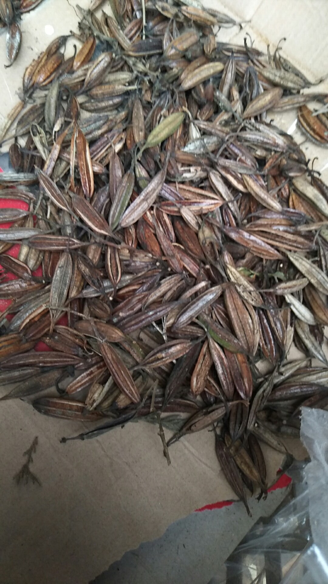 仪陇县白芨苗
