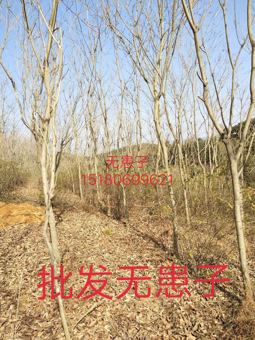 无患子树 江西精品无患子基地批发10一25公分