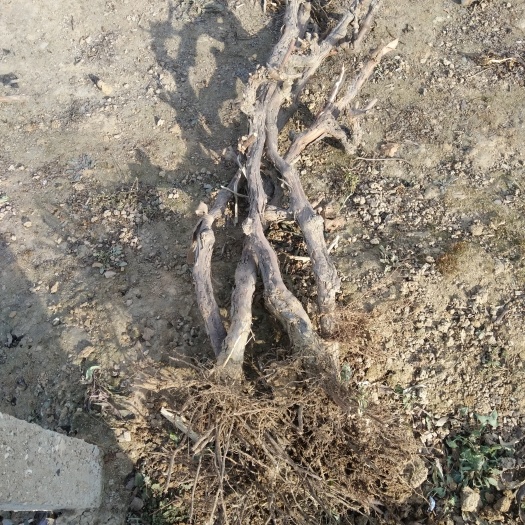 卢龙县巨峰葡萄苗