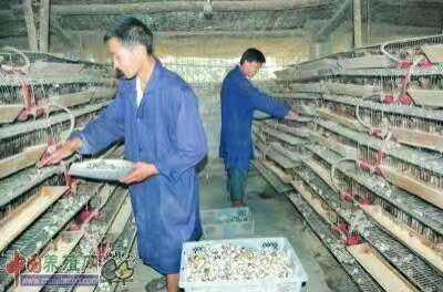 广州黄羽鹌鹑蛋 箱装 食用