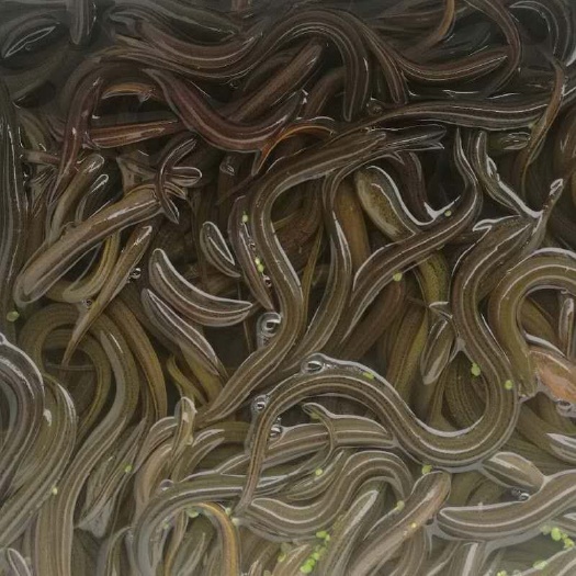 洪雅县正大9号黄鳝苗