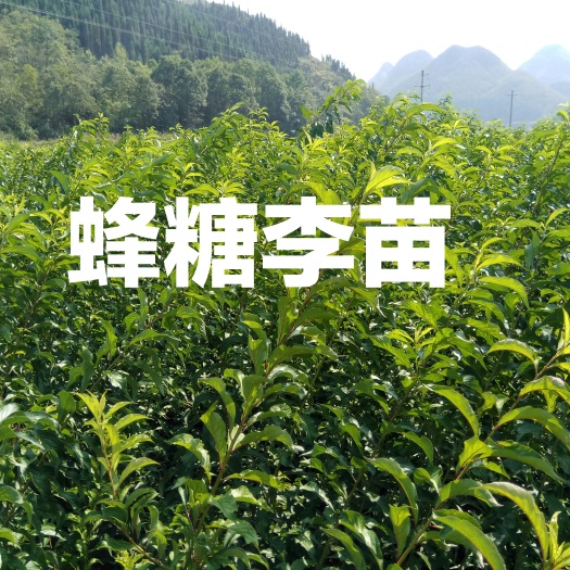 镇宁县贵州镇宁六马蜂糖李苗 蜂糖李树苗 原产地蜂糖李苗