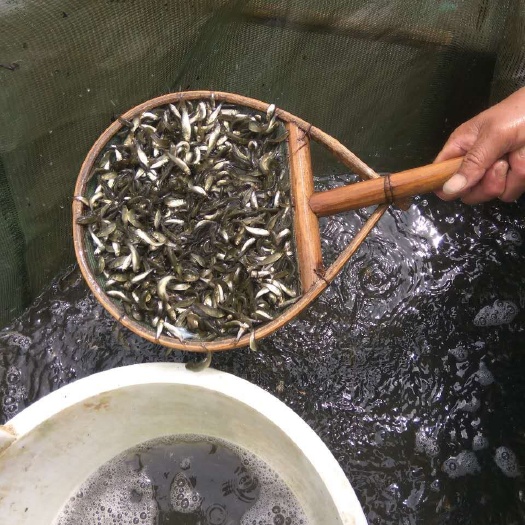 上海鲫鱼苗