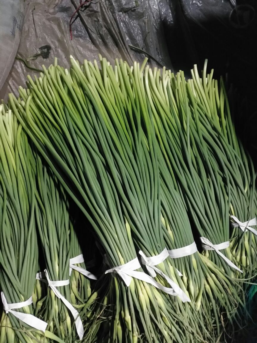 白帽蒜薹 一茬 50~60cm 通货 