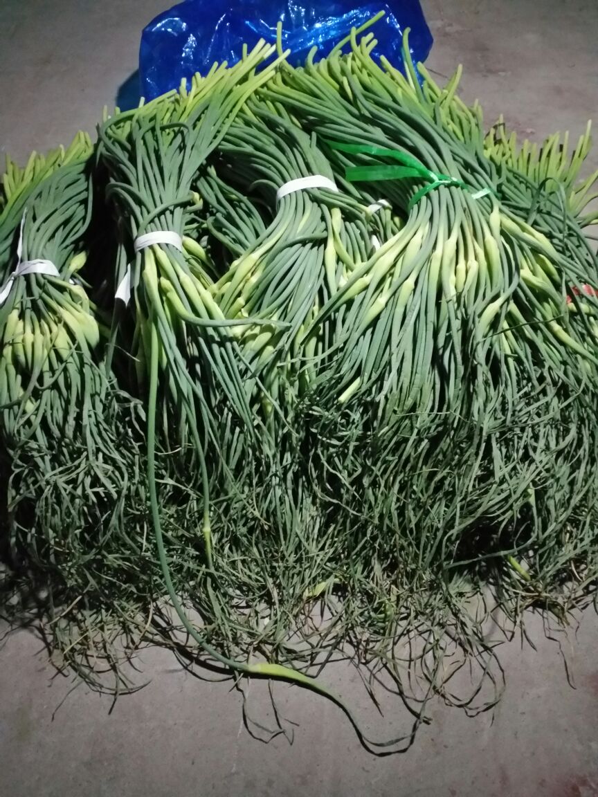 白帽蒜薹 一茬 50~60cm 通货 