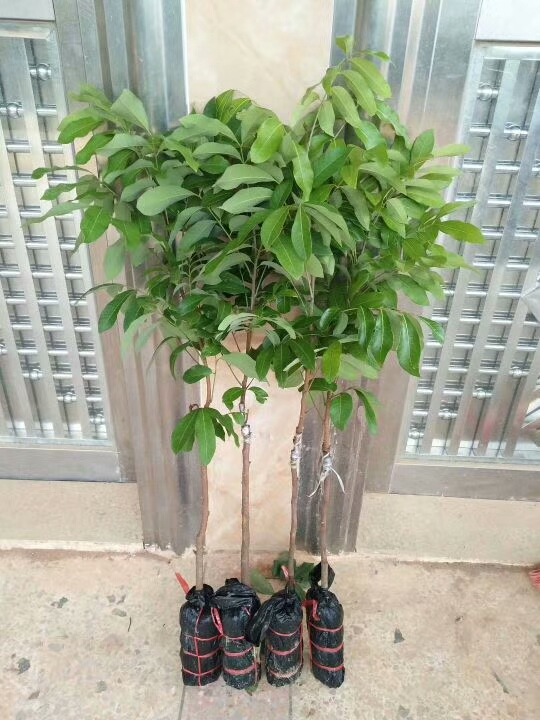 无核荔枝苗