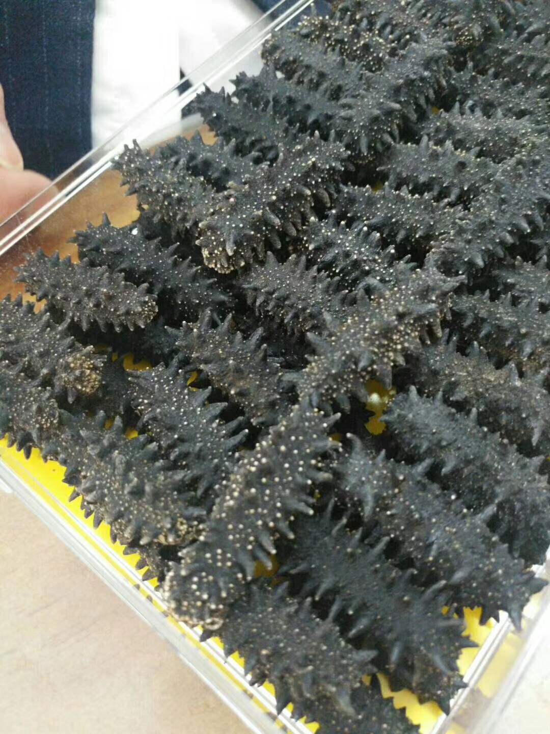 俄罗斯海参