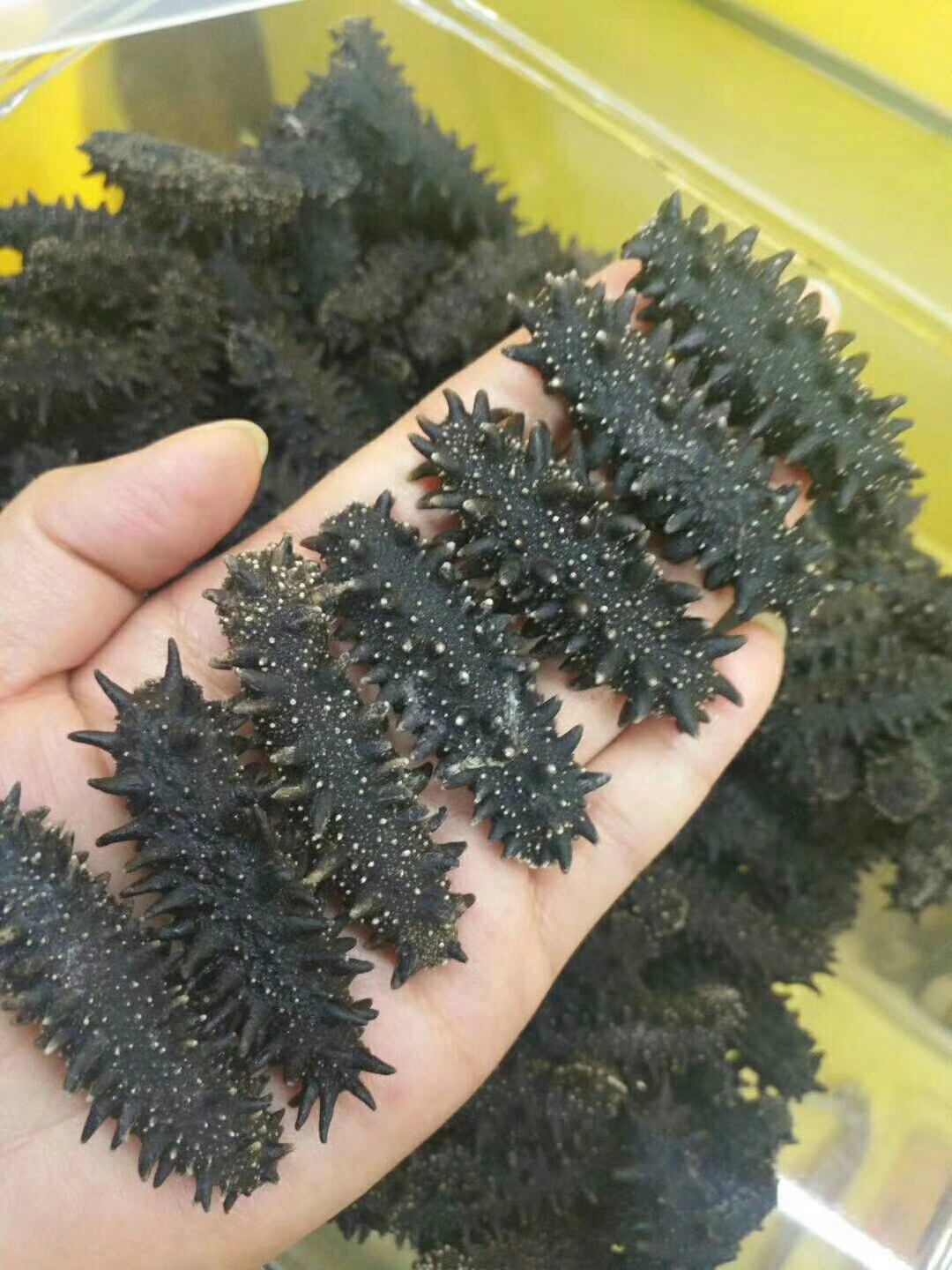 俄罗斯海参