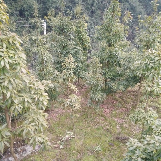 永顺县小叶桢楠 树苗移栽到自己家
