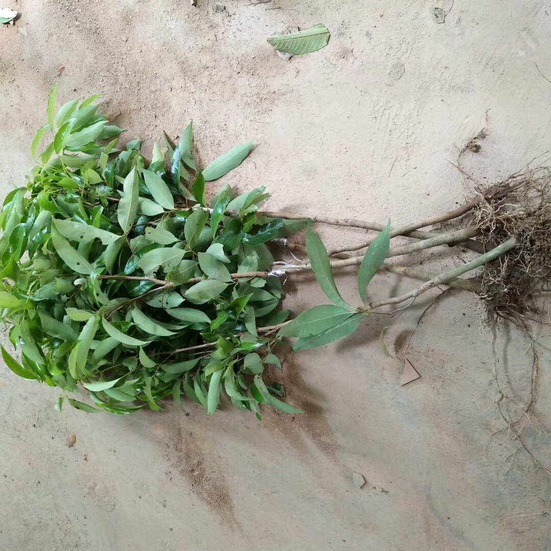 无核荔枝苗