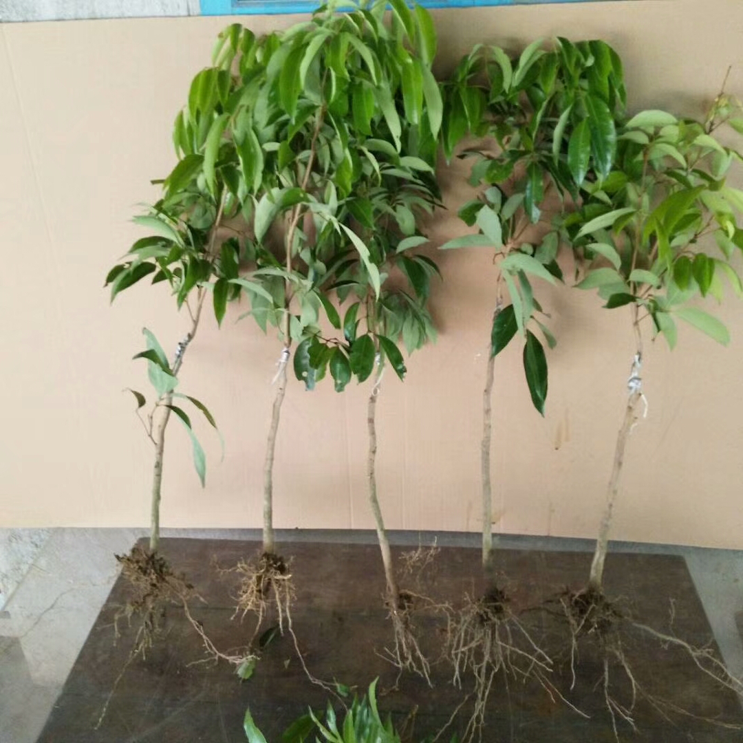无核荔枝苗