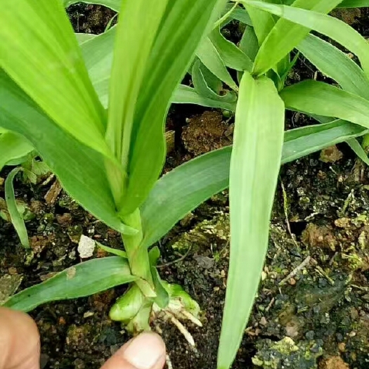 宜宾宽叶紫花三叉大白芨苗，基地销售