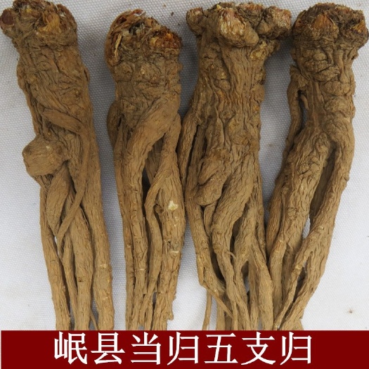 礼县甘肃岷当归药性好无硫煲汤的天然佳品