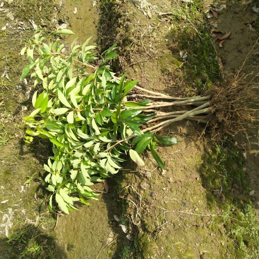灵山县无核荔枝苗
