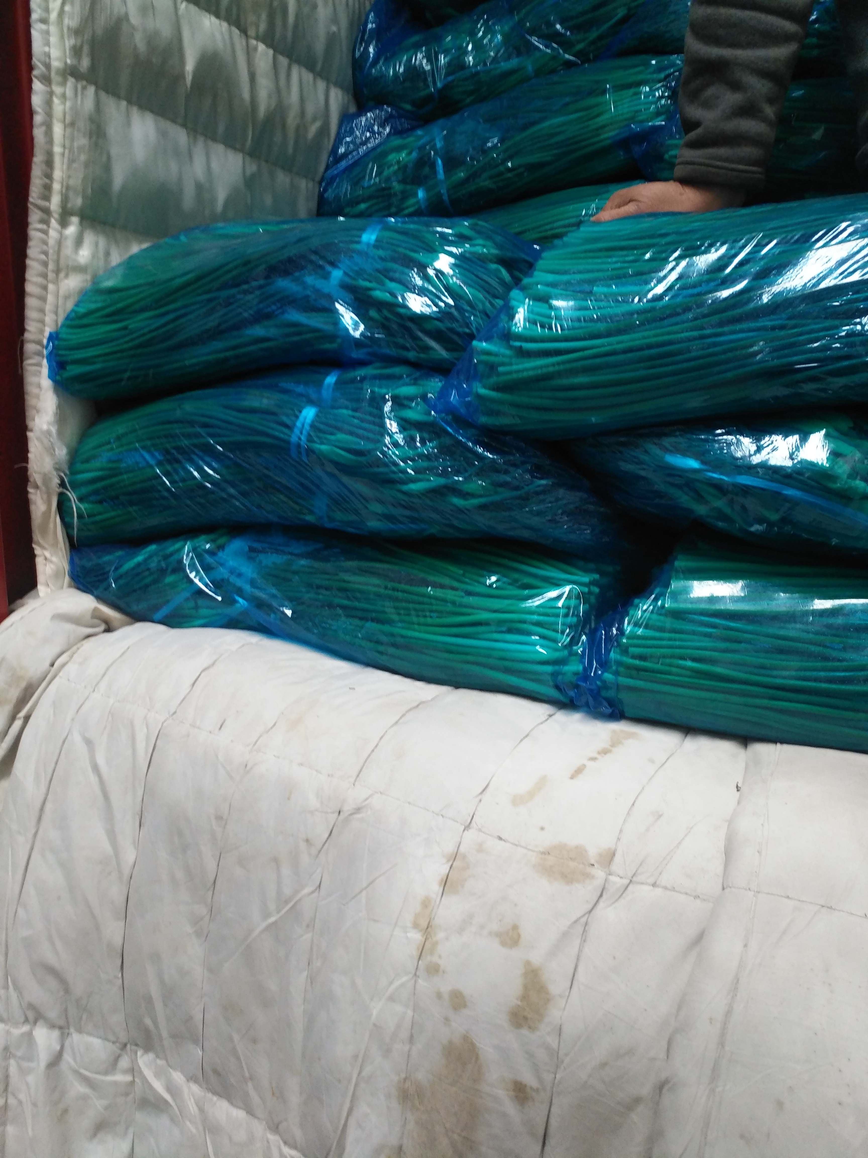 白帽蒜薹 一茬 50~60cm 通货 