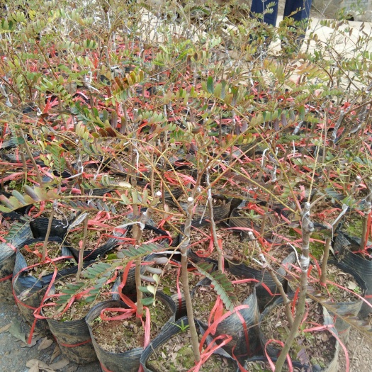 灵山县余甘果苗