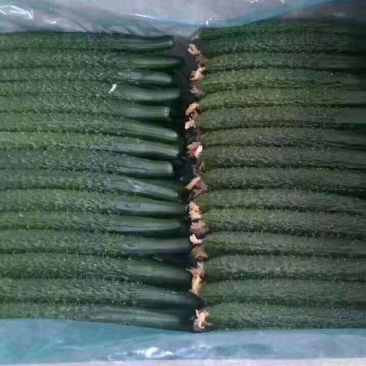 刺黄瓜 45cm以上 