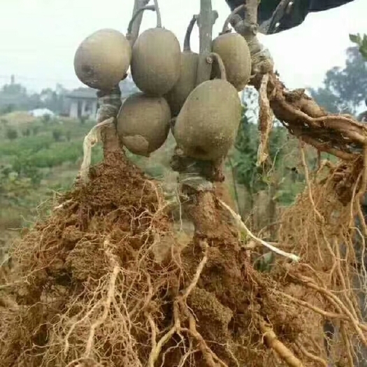 苍溪县苍溪红心猕猴桃苗  正宗苍溪红心猕猴桃，基地直发，现挖现发，