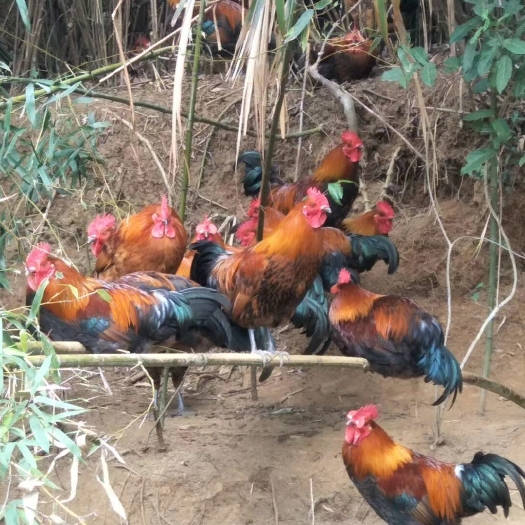罗源县青脚土鸡 公 4-5斤
