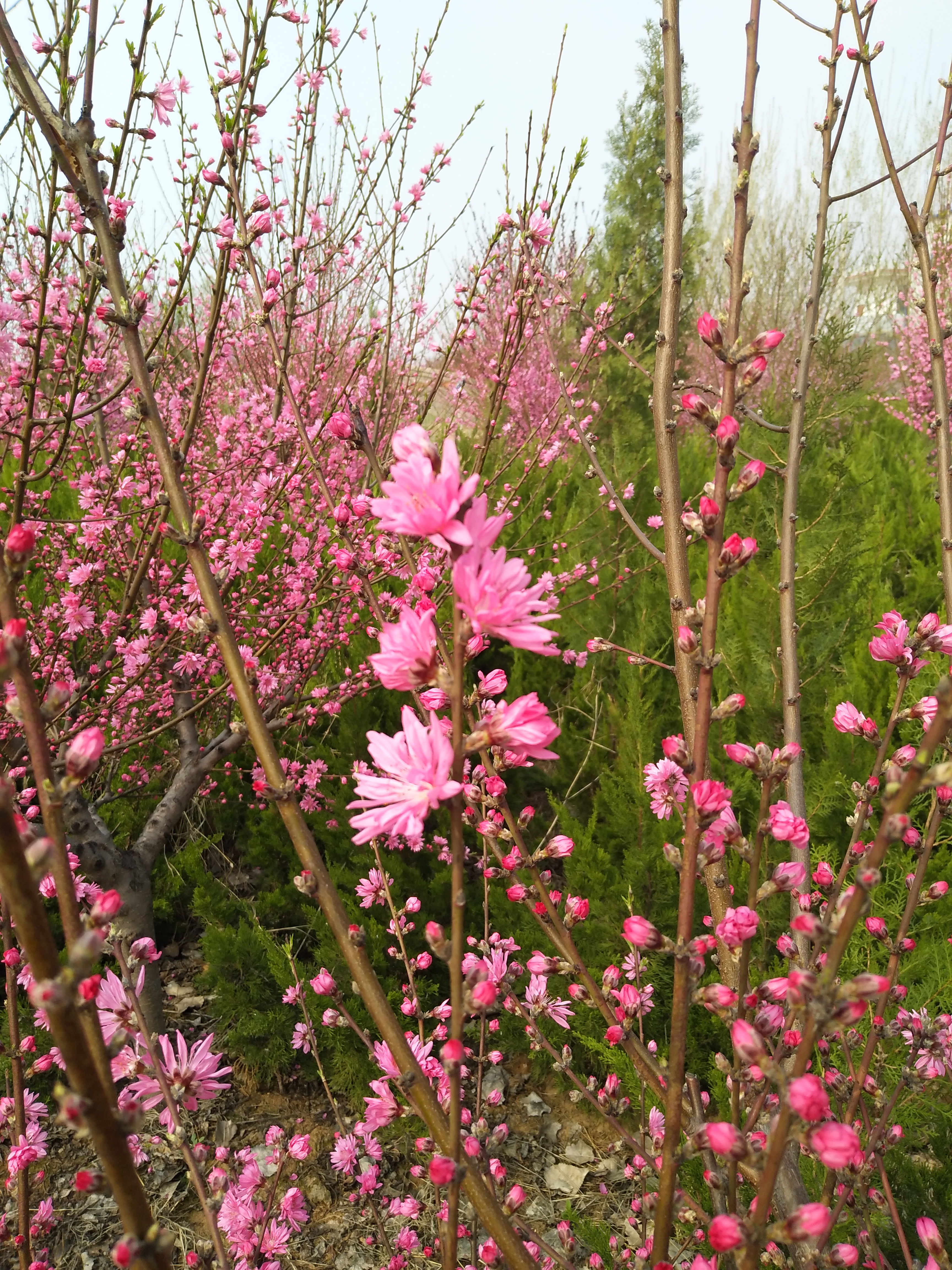 5公分菊花碧桃，滿天紅碧桃