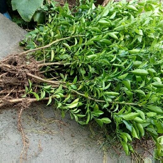 苍溪县红心柚苗