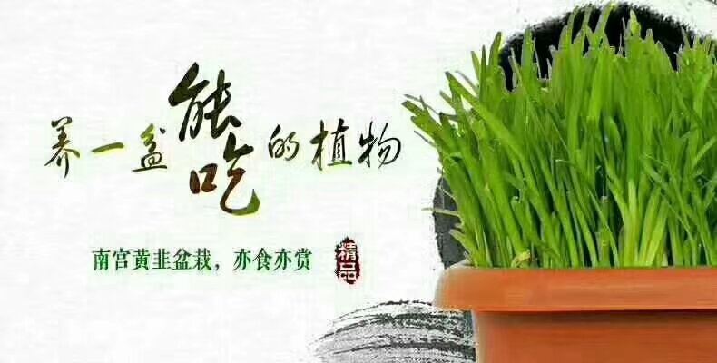 北京黄韭  20cm以下 头茬 无公害黄韭盆景  