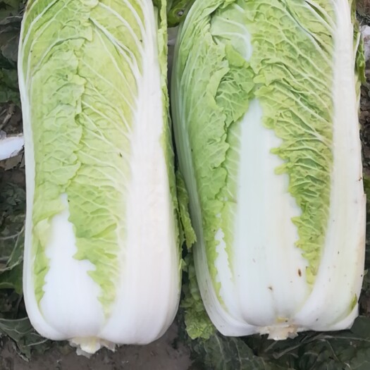 定州市北京新三号白菜 3~6斤 净菜 