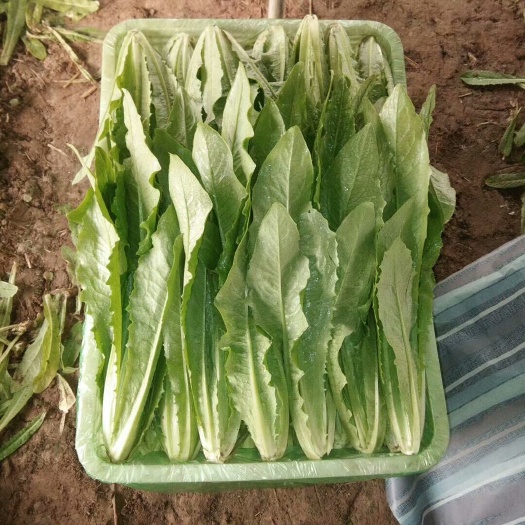 邯郸美冠油麦菜 30~35cm以上