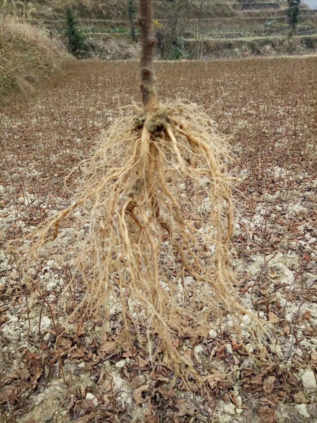 猕猴桃苗 猕猴桃实生苗 野生猕猴桃苗 基地直销 量大价优