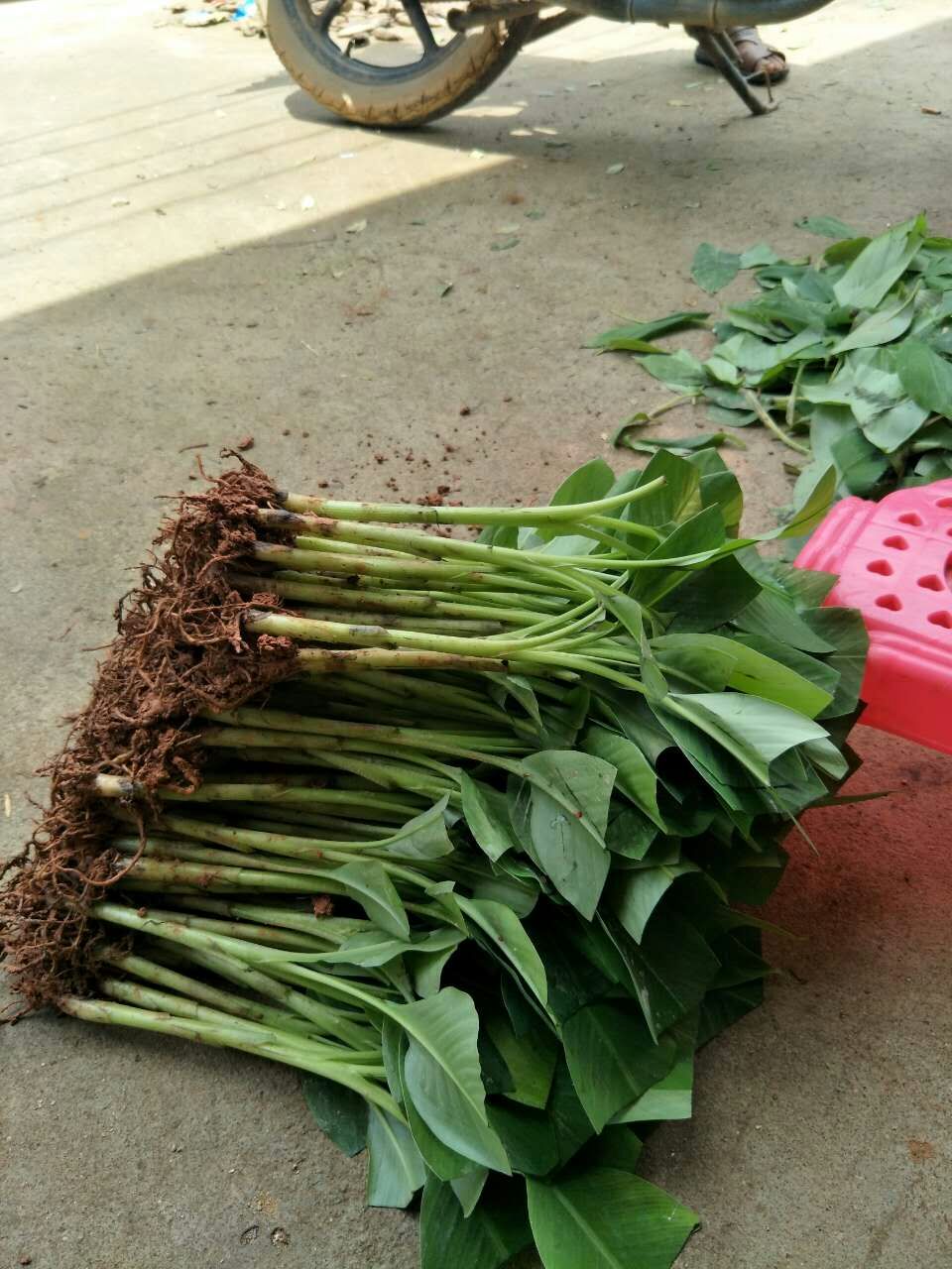 威廉斯香蕉苗  新品种果树苗 香蕉树苗四季结果南方北方种植红香蕉苗盆栽粉蕉苗