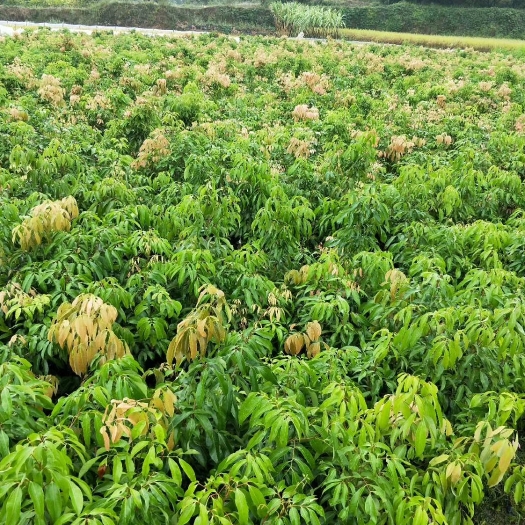 灵山县无核荔枝苗