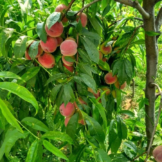 泰安秋彤桃树苗  免费提供种植技术，规格齐全
