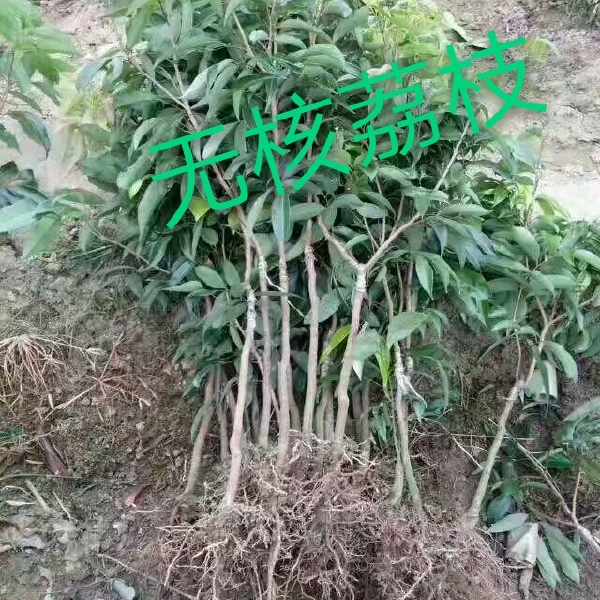 无核荔枝苗  吃了不上火，的荔枝无核荔枝