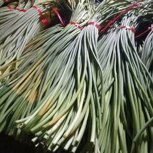 莒县白帽蒜薹 一茬 30~40cm 通货
