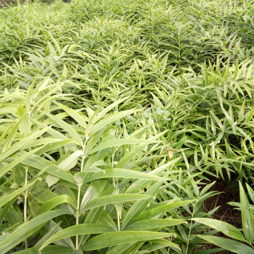 邻水县姜形黄精  现挖现卖，现场挖货