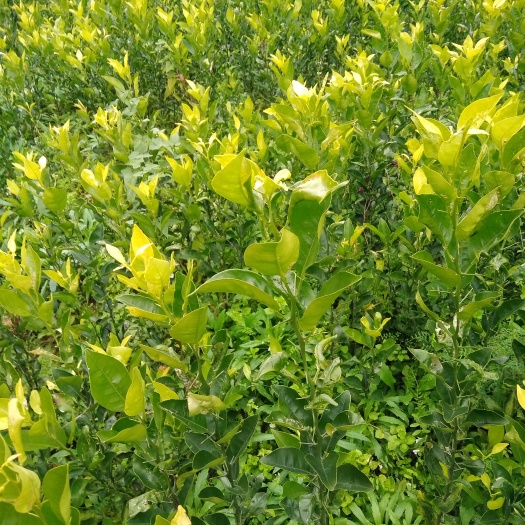 苍溪县红桔苗 移栽苗 嫁接苗 0.5-1