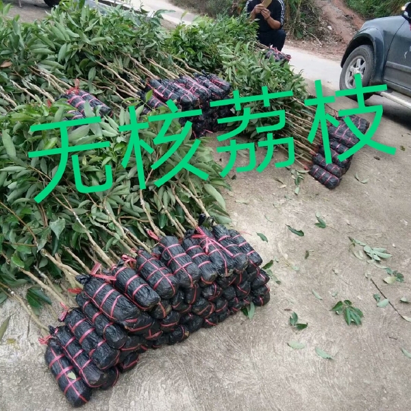 无核荔枝苗  吃了不上火，的荔枝无核荔枝