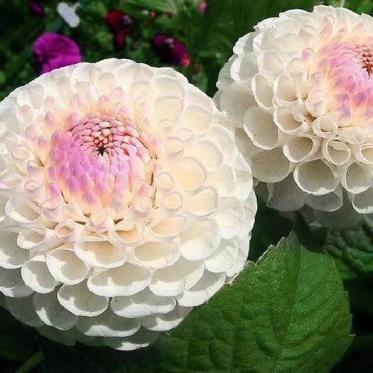 沭阳县大丽花种子