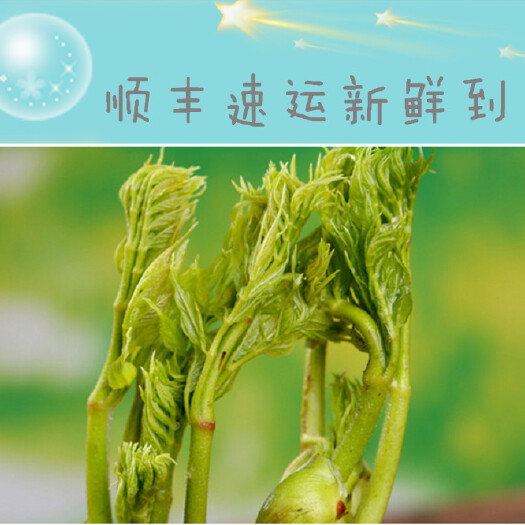 清原县刺老芽 新鲜上市刺嫩芽