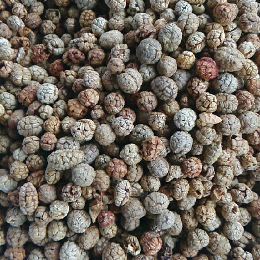 成都草蔻 