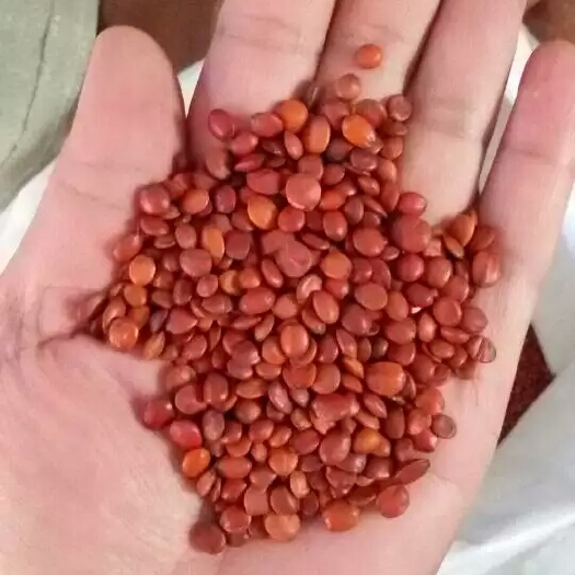 绛县优质酸枣仁 种子