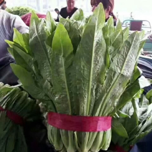 邯郸油麦菜  精品油麦大量上市中质量优。
