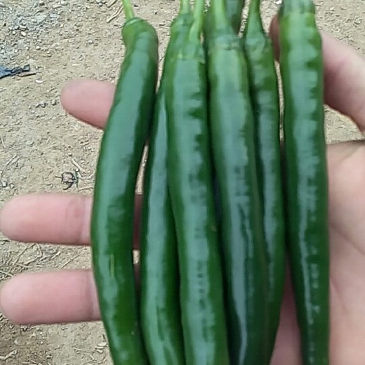 博白县线椒 15~20cm 中辣 靑色