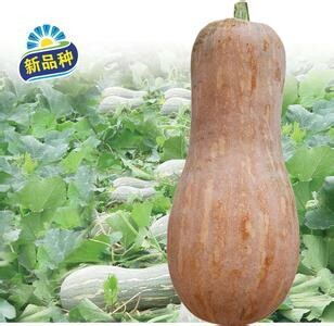 蜜本南瓜种子，盒装杂交蜜本南瓜种子
